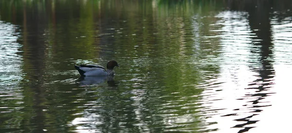 Утка плавает на воде — стоковое фото