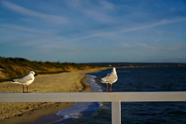 Seagulls standing on white fence — Stock Photo, Image