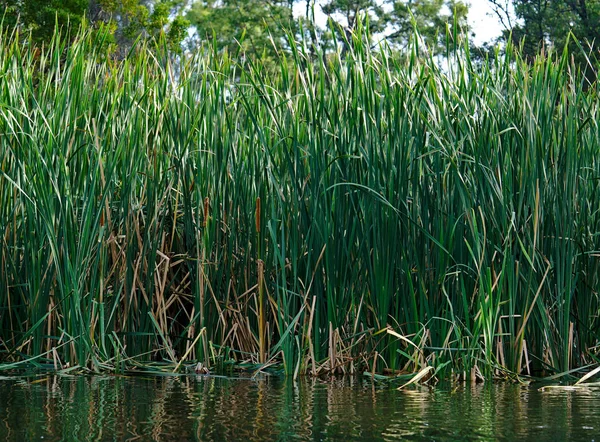 Vilt gräs på vatten — Stockfoto
