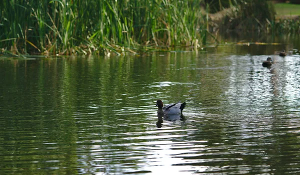 Ente schwimmt auf dem Wasser — Stockfoto