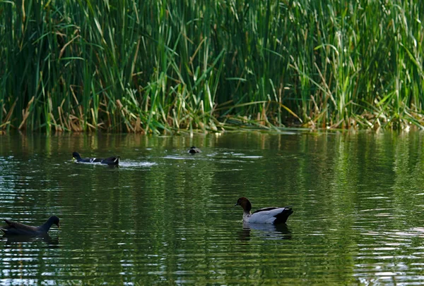 Enten schwimmen auf dem Wasser — Stockfoto