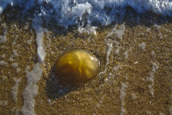 Gelatina blob sulla sabbia spiaggia — Foto Stock