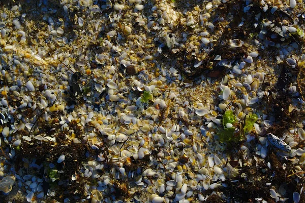 Conchas na areia — Fotografia de Stock