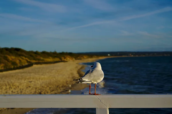 Seagull standing on white fence — Stock Photo, Image
