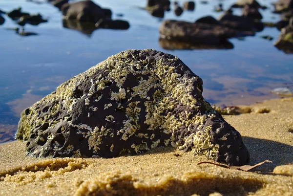 Rock shell fungus growing on beach stone — Stock Photo, Image