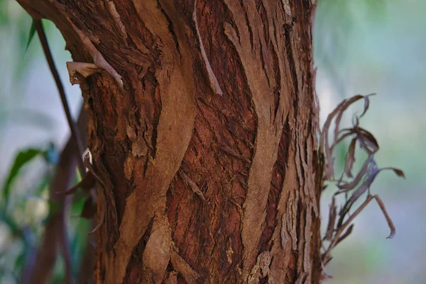 Peeling écorce d'arbre pendant la saison d'automne — Photo