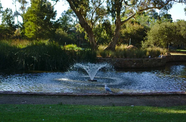 Чайка смотрит на фонтан с водой — стоковое фото