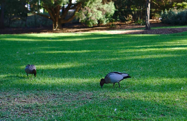 Pájaro gris buscando comida en la hierba —  Fotos de Stock