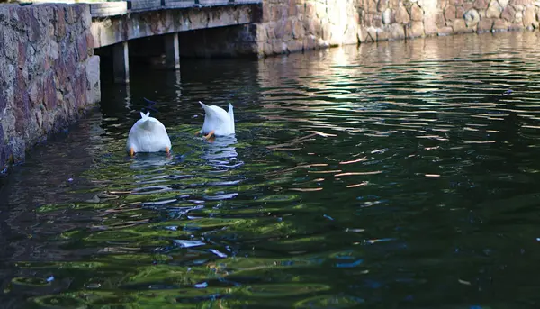 Plappernde Enten gehen kopfüber im Wasser — Stockfoto