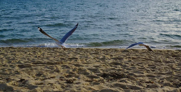 Seagulls flying above sand