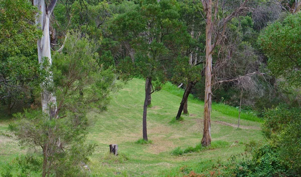 Forest with green grass and green trees — Stock Photo, Image