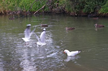 Martı çığlık ve diğer kuşları korkutmak