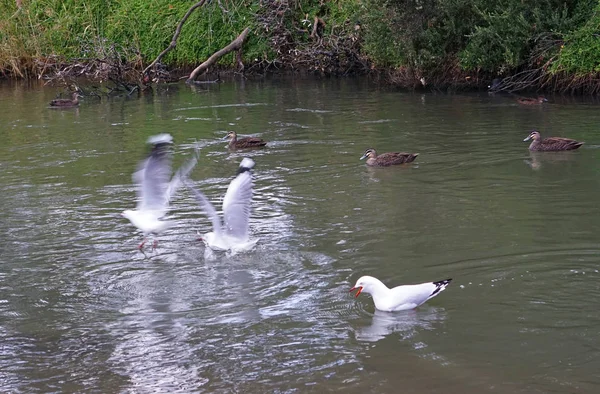 Martı çığlık ve diğer kuşları korkutmak