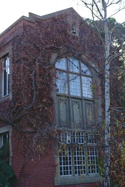 Duvarda sürünen bitkiler ile eski ev