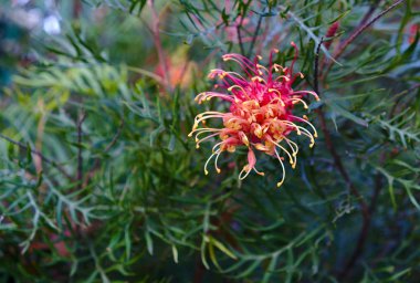 Kırmızı şişe fırça çiçek