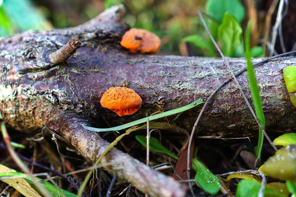 Hongos silvestres que crecen en la corteza del árbol — Foto de Stock