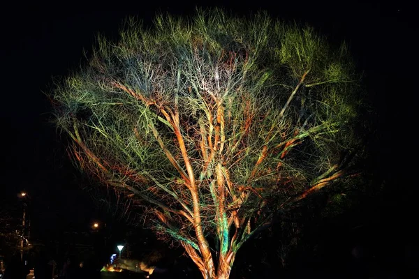 Kleurrijke boom in nacht tijd — Stockfoto