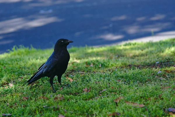 Pájaro cuervo negro de pie —  Fotos de Stock