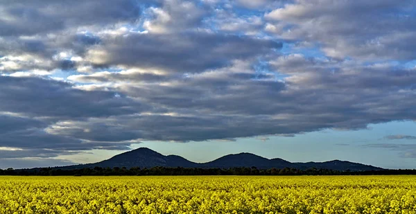 山を背景にした黄色い植物の畑 — ストック写真
