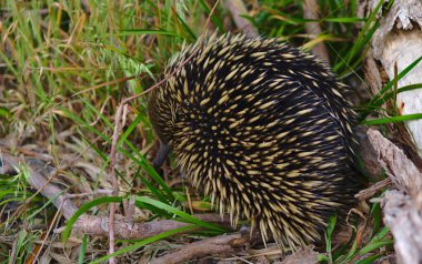 Echidna karıncayiyeni ağaç dalının yanında uyur