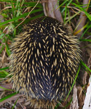 Echidna karıncayiyeni ağaç dalının yanında uyur