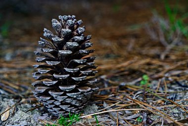 Arka planda bulanık duran çam kozalağı