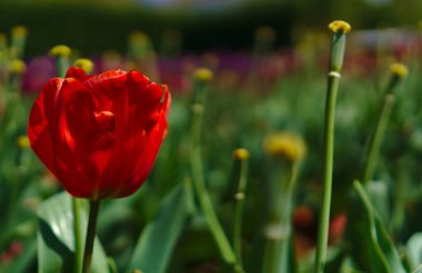 Yeşil tarlası olan kırmızı lale çiçeği arka planda bulanıklaştı