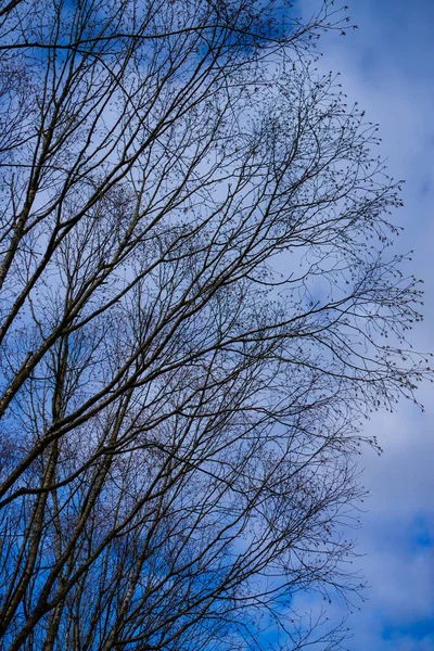 Árvore Caduca Com Céu Azul Nuvens Brancas Suaves Fundo — Fotografia de Stock
