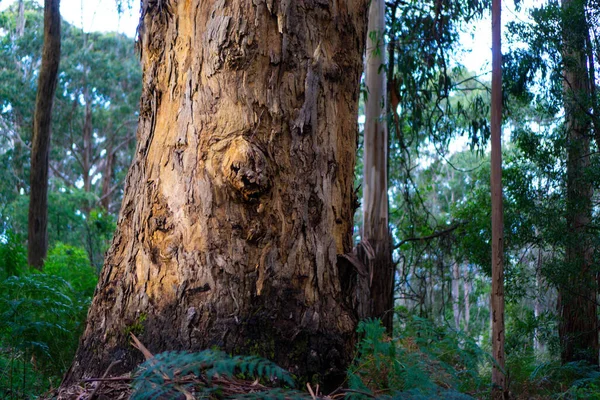 Kora Drzewa Otoczona Zieloną Dziką Rośliną Delikatnie — Zdjęcie stockowe