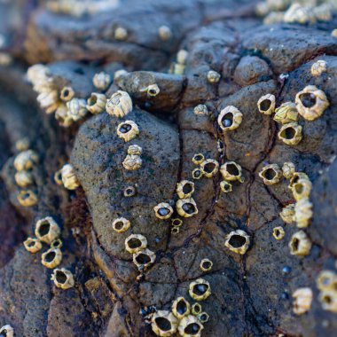 Deniz salyangozlarının kabuklardaki görüntüsünü kapat.
