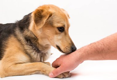bir adamın elini - itaat terbiye Koklayıcı bir köpek