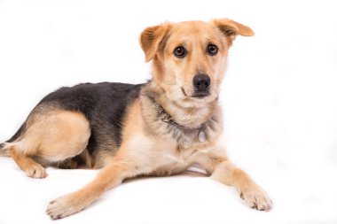 iri gözlü beyaz arka plan üzerinde izole köpek