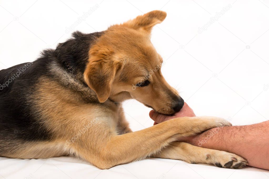 dog licking a man hand isolated on white