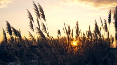 Kanat ve günbatımı arka planda uzun reed