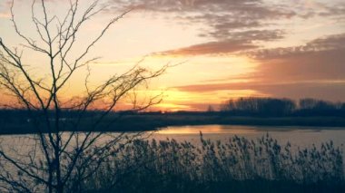 Gün batımı göl ve orman ağacı ön planda, 4k video