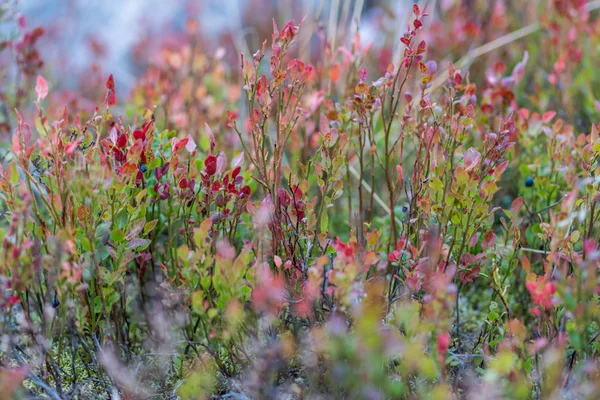 野生の花のクローズ アップ — ストック写真