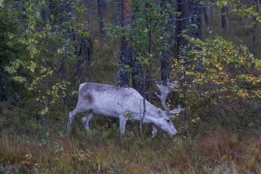 Doğada beyaz ren geyiği