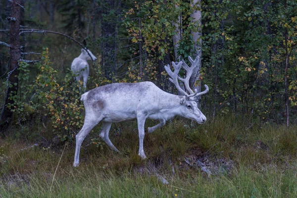 Retorno blanco en la naturaleza —  Fotos de Stock