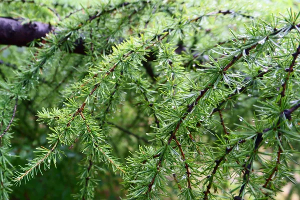 雨滴とカラマツの枝 — ストック写真