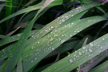 su yeşil çimenlerin üzerinde bırakır. doğal yeşil renk