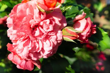 Gül çalılar üzerinde. Çevre düzenlemesi