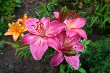 Yavaşça pembe zambaklar. Bahçede yaz saati