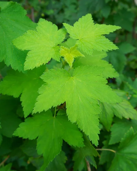 Young Bright Green Ribes Rubrum Deciduous Shrub — Stock Photo, Image