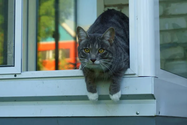 Pet gray cat — Stock Photo, Image