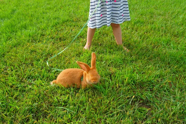 Malá Holčička Červenou Bunny Zelené Trávě — Stock fotografie