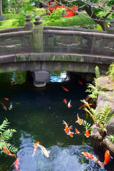 Puente Piedra Jardín Japonés Sobre Estanque Carpas Koi — Foto de Stock