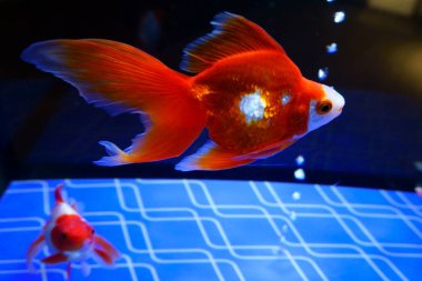parlak kırmızı balık akvaryum