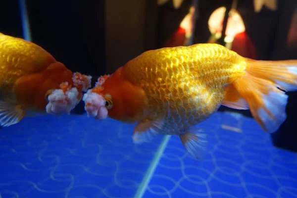 Pompón Goldfish Mirando Espejo Acuario — Foto de Stock