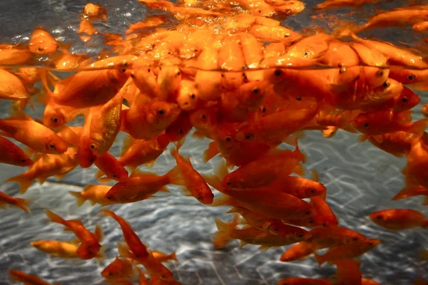 Wakin Goldfish Aquarium Lots Fish Everywhere — Stock Photo, Image