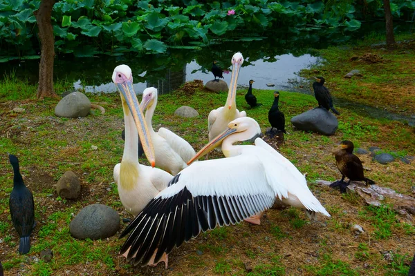 Birds Pelicans Ducks Shore Lotus Pond — Stock Photo, Image